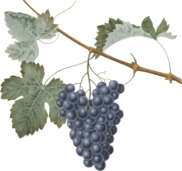 Branch of Grapes Illustration